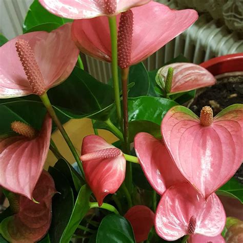 Flamenco Flowers | Flowers, Plants, Flamenco
