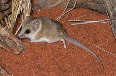 PNAS on LinkedIn: A study of two Australian mammals explores different ...