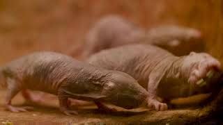 mole rat life cycle super sugar  naked mole rats cancer