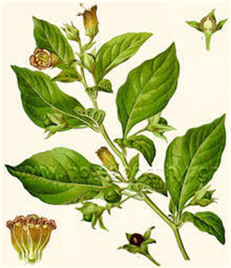 Belladonna - Homeopathy