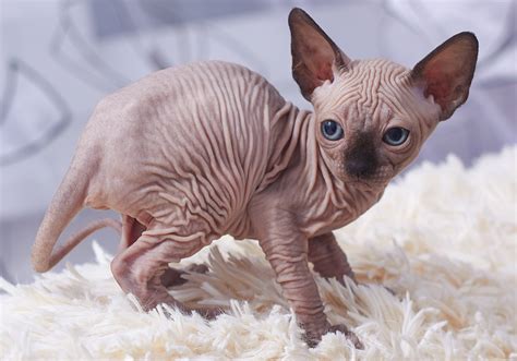Породы кошек которые не линяют: названия, фото и цены нелиняющих пород ...