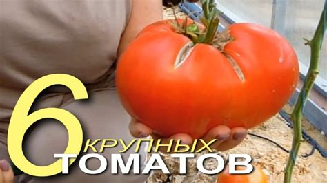 Очень вкусные, мясистые, крупноплодные помидоры! Советы от ЗЕЛЕНОГО ...