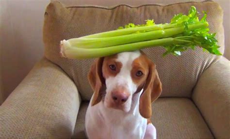 Can Dogs Eat CELERY? Don't feed till you read this! | My Bones and Biscuits