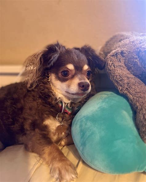 Anyone ever seen a curly Chihuahua? : r/Chihuahua