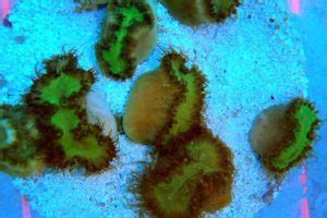 Walking Dendro Coral For Sale (Heteropsammia cochlea). TOP Care facts ...