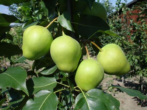 Grusza japońska (Pyrus pyrifolia) - odmiany owocowe - szkółka Carya
