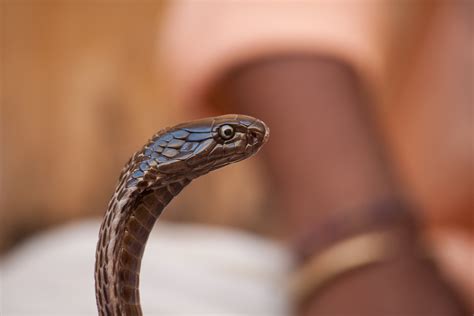Bildet : hånd, fotografering, reptil, fauna, øgle, nærbilde, slange ...