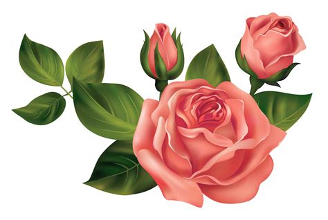 transparent rose clipart 10 free Cliparts | Download images on ...