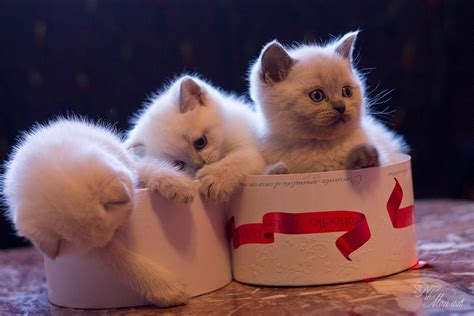 Фотосессия котят