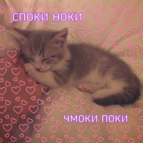 Пин от пользователя Мери Мел на доске котики | Веселые мемы, Смешные ...