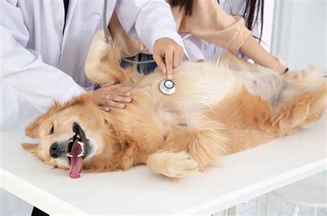 Paraphimosis In Dogs - What Is It And What To Do