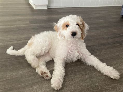 Hi this is Mica : r/Goldendoodles