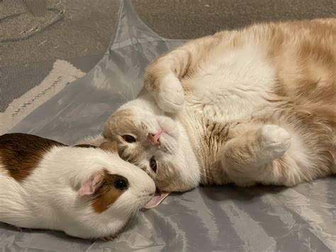 My cat absolutely loves my guinea pig : r/frens