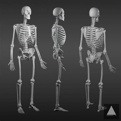 The Human Anatomy – The Skeleton – Sockel-A | Adrian Azadvaten | CGI ...