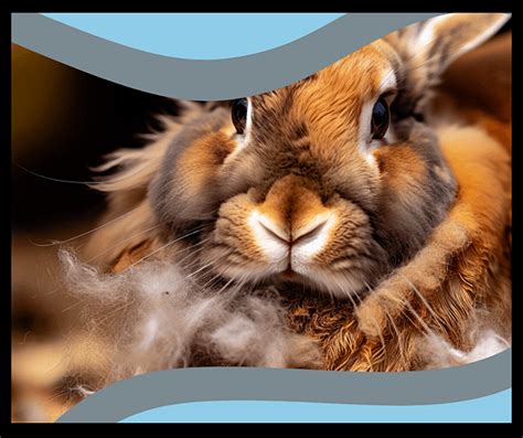 Hair Loss in Rabbits: Causes and Solutions - The Rabbit Hop