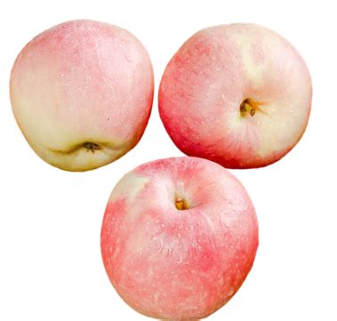 Fuji Apple Hd Transparent, Red Fuji Apple, Health, Fresh, Fresh Fruits ...