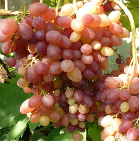 Купить саженцы винограда кишмиш велес в Крыму - Наш Сад