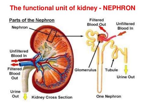 Diuresis - Definition, Types, Signs, Causes, Treatment, Diagnosis