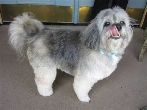 All About The Cocker Spaniel Shih Tzu Mix (Cock-A-Tzu) With Pictures