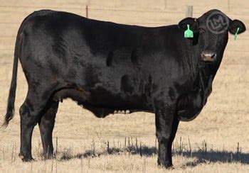 Super Baldy Cattle For Sale | LivestockMarket.com