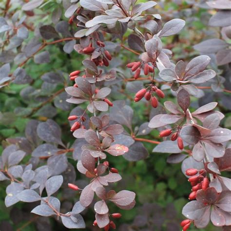 Купить Барбарис (Berberis) с доставкой почтой в интернет-магазине Архиленд