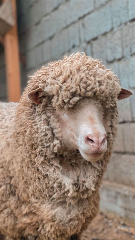 Барашка / sheep | Стихи на день рождения, Фотографии