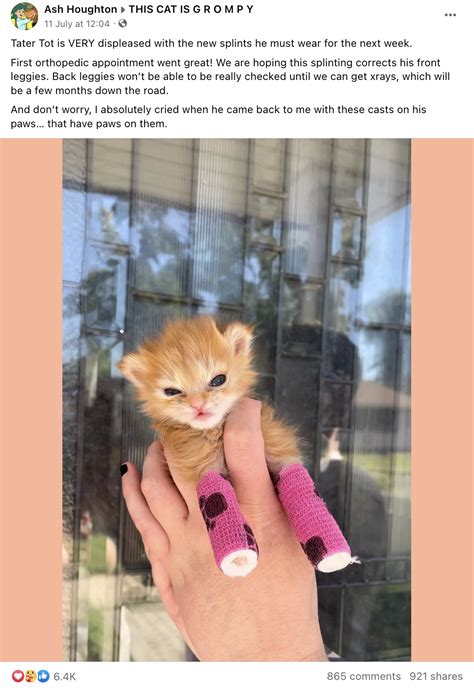 tater tot  kitten tater tot  kitten   meme