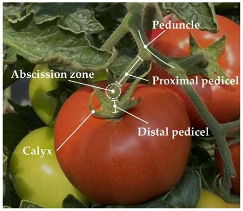 role   pedicel  tomato growth  development farmingthingcom