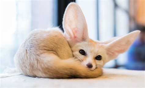 4K, 5K, 6K, Foxes, Fennec fox, Glance, HD Wallpaper | Rare Gallery