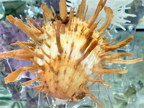 Sea Shells and Coral — Ocean Gardens and Gifts