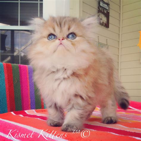 Doll Face 1 Year Old Persian Cat - Pets Lovers