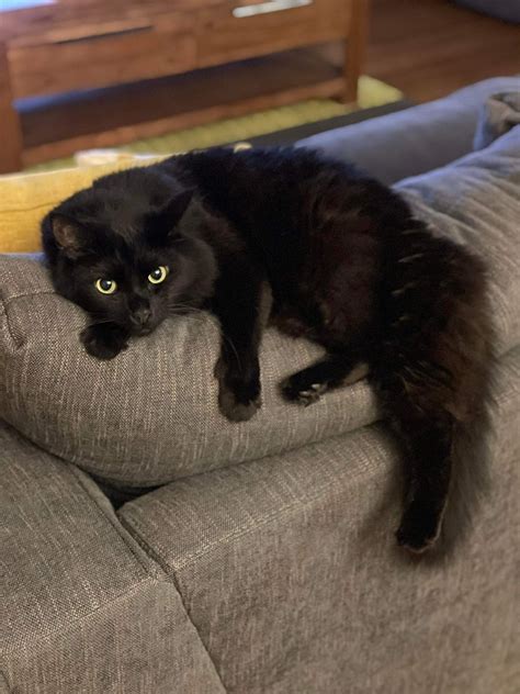 Tahlia 🌸 on Twitter: "@Twitch_ANZ This is Jack, he’s the main star of