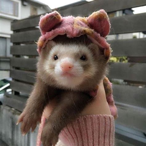 @TrashySoda | Cute ferrets, Baby ferrets, Cute little animals