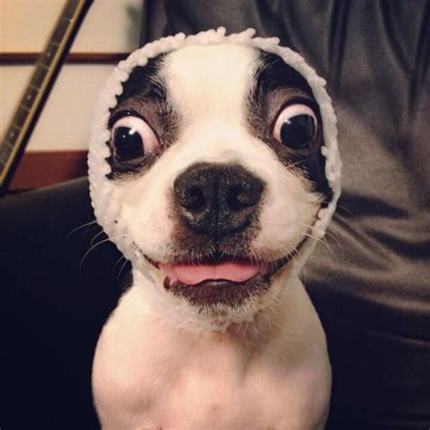 Dog with Hood