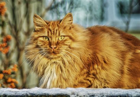 Comment entretenir le pelage de son chat ? Conseils pratiques et astuces