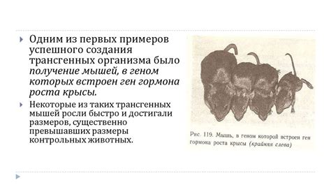 Трансгенные организмы, применение фармации в медецине - презентация онлайн