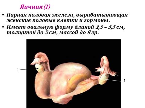 Анатомия и физиология женской половой системы. Лекция № 46 ...