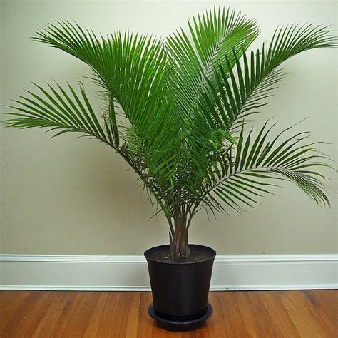 Top 5 Tall Indoor Plants That Are Easy to Care | FNP