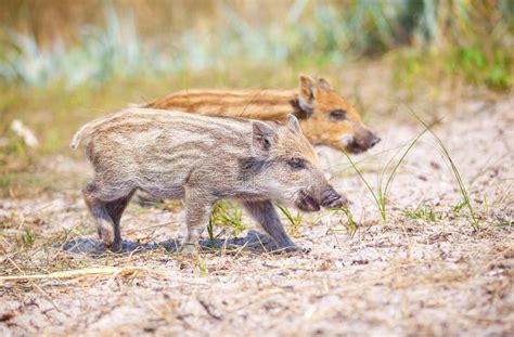 Wild Piglets on a Summer Day Stock Photo - Image of cute, wildhog: 64796182