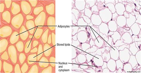 muscle strain in back how long to heal