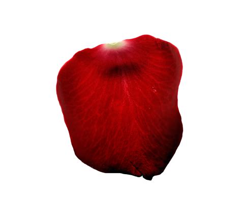 petal petal petal cheaper  retail price buy clothing accessories