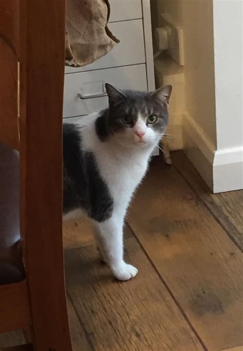 He broke a vase. Shame him. : r/cats