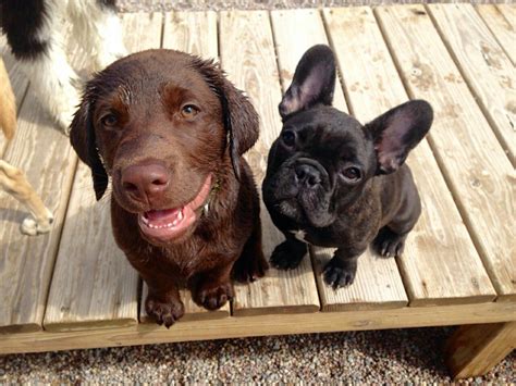 French Bulldog Lab Mix Puppies - Pets Lovers