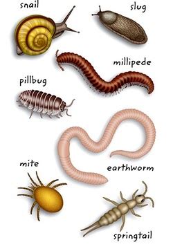 Page 'Decomposer Cliparts: Celebrating the Unsung Heroes of the Ecosystem'