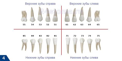 Сколько зубов у человека – у детей и взрослых, зубная формула