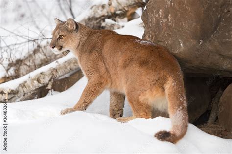 Adult Female Cougar (Puma concolor) Steps Forward From Winter Den Stock ...