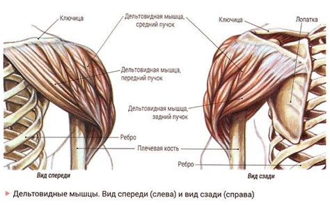 Дельтовидная мышца: анатомия и функции каждого пучка