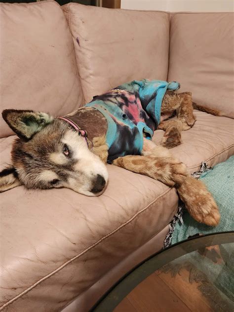 Wombat - Homes For Huskies