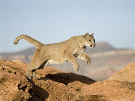 Mountain Lion