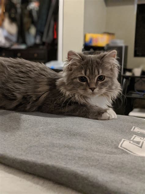 The only thing keeping me sane in these trying times : r/aww